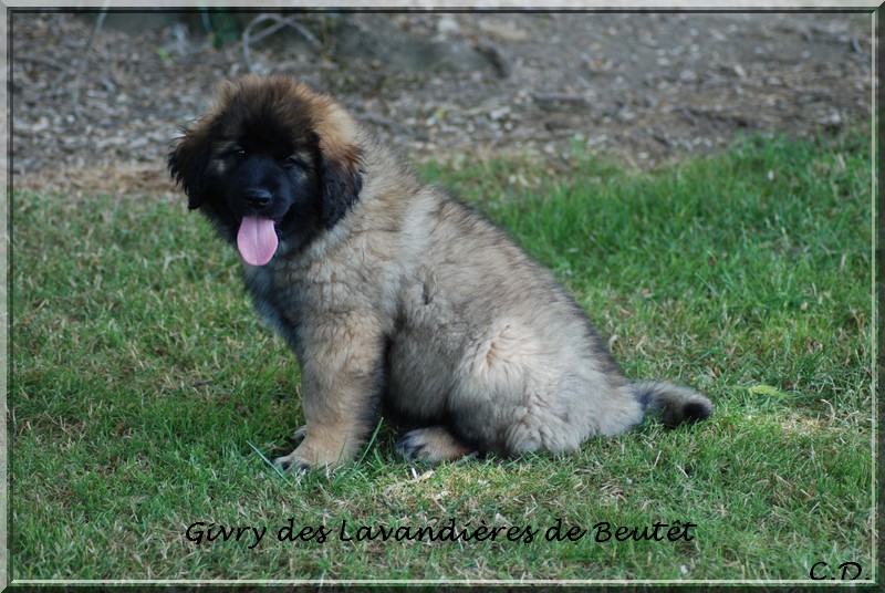 Grande dame vve cliquot dite givry des Lavandières de Beutêt