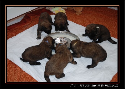 des Lavandières de Beutêt - Les bébés ont  3 semaines.