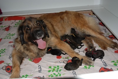 des Lavandières de Beutêt - Les bébés de Gevrey et Questor sont nés !