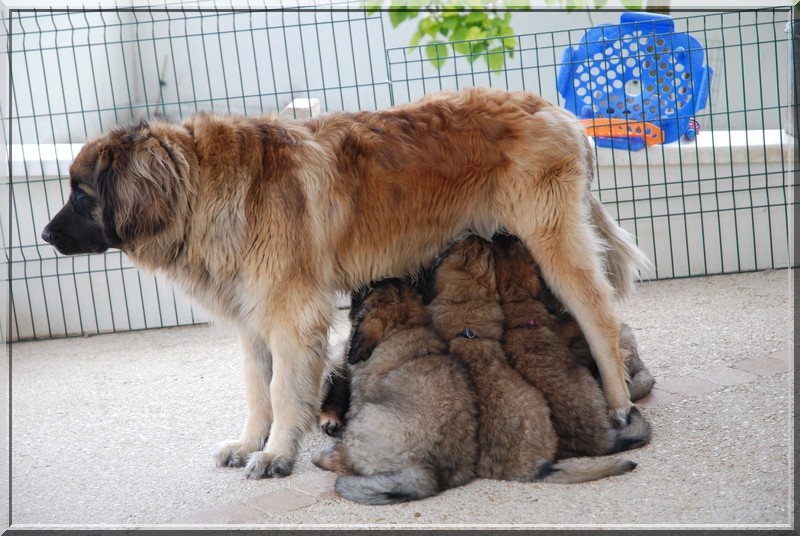 des Lavandières de Beutêt - Leonberger - Portée née le 26/04/2011