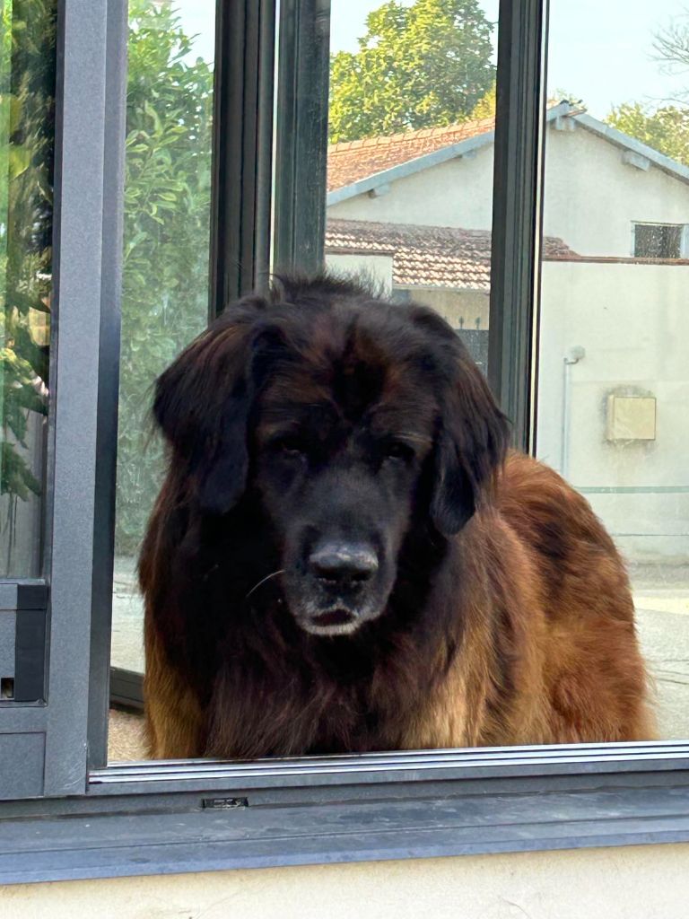 ogonglimtems The great pretender